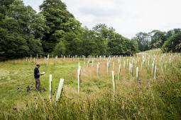 Woodland planting