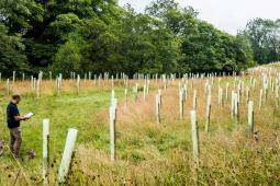 image showing tree planting programme and person looking at planting plan